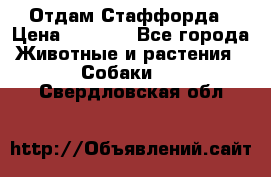 Отдам Стаффорда › Цена ­ 2 000 - Все города Животные и растения » Собаки   . Свердловская обл.